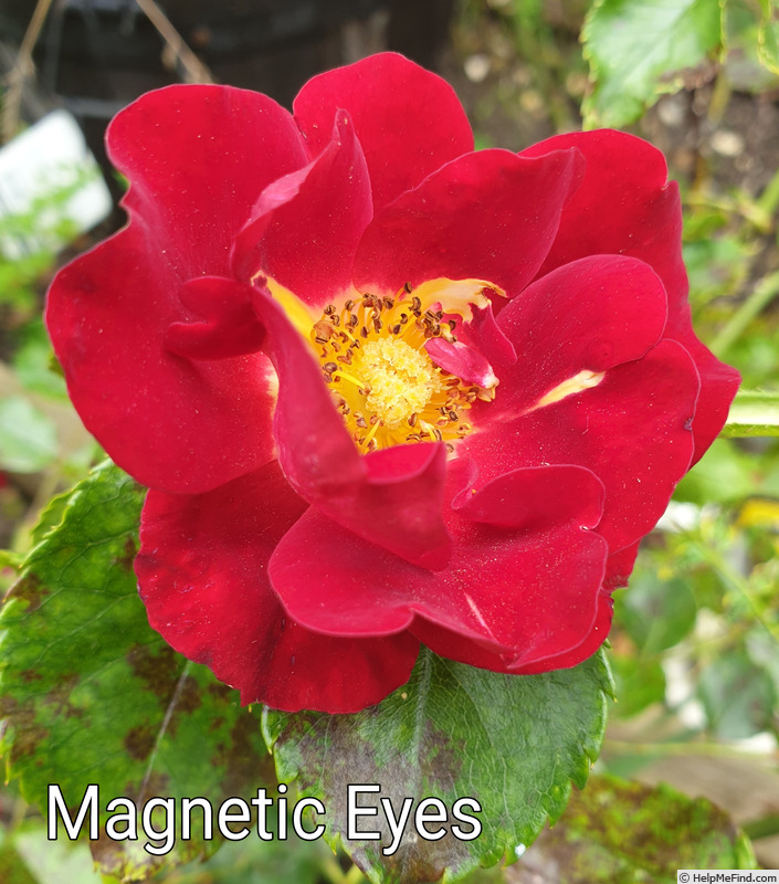 'Magnetic Eyes' rose photo