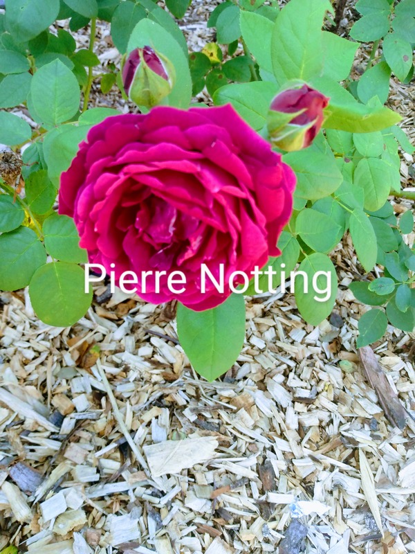 'Simone de Beauvoir Rose Garden'  photo