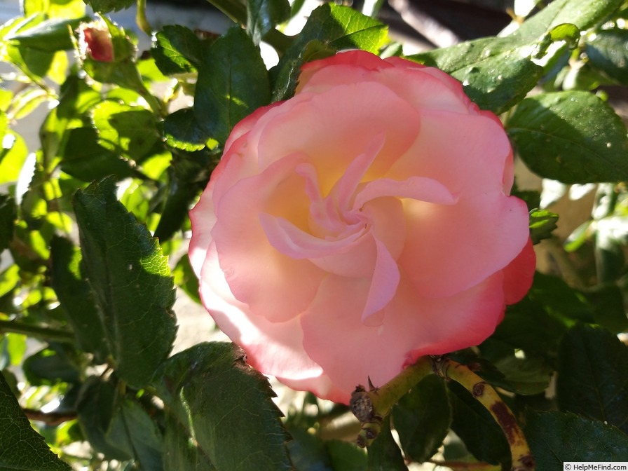 'La Garçonne ®' rose photo