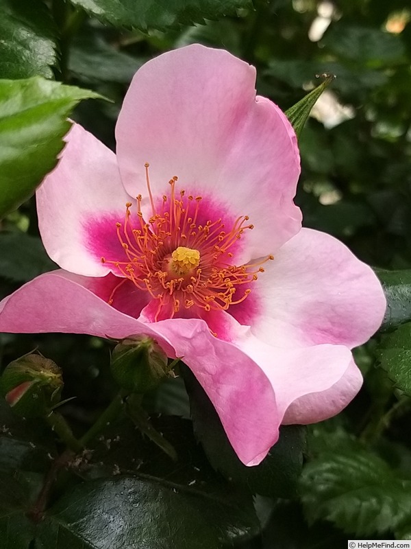 'Peace and Love ® (hybrid hulthemia, Warner, 2006)' rose photo