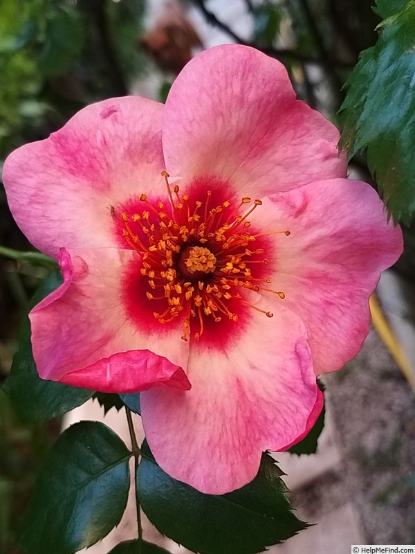 'Peace and Love ® (hybrid hulthemia, Warner, 2006)' rose photo