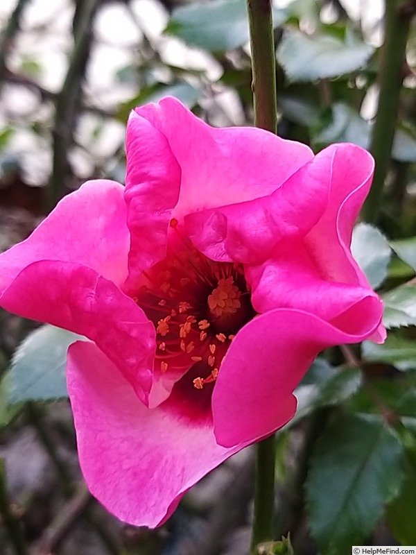 'Peace and Love ® (hybrid hulthemia, Warner, 2006)' rose photo