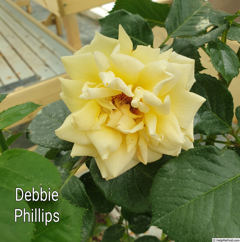 'Debbie Phillips Rose ®' rose photo