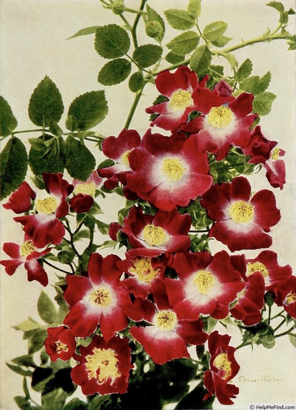 'Hiawatha' rose photo