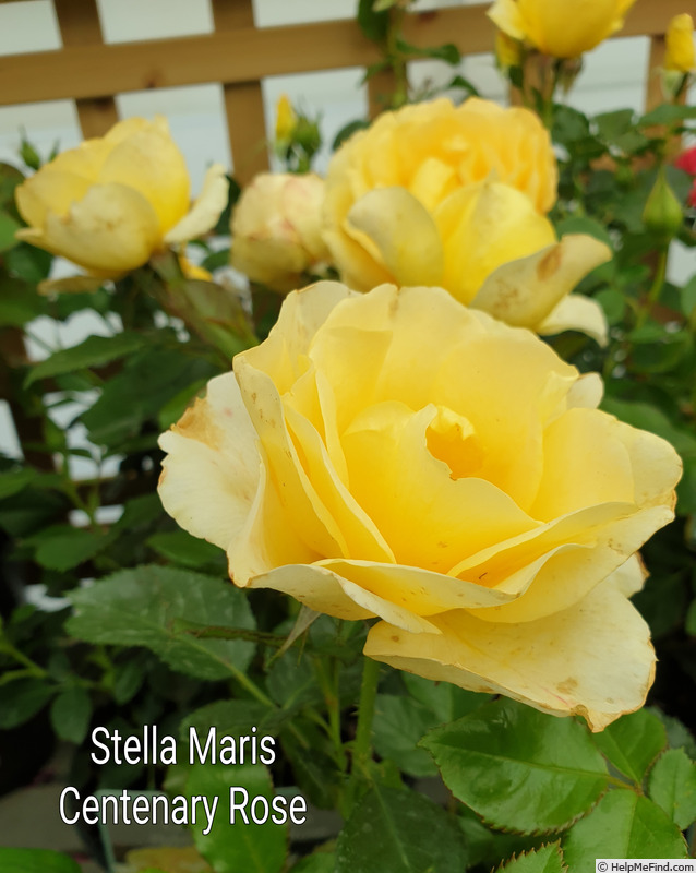 'Stella Maris Centenary' rose photo