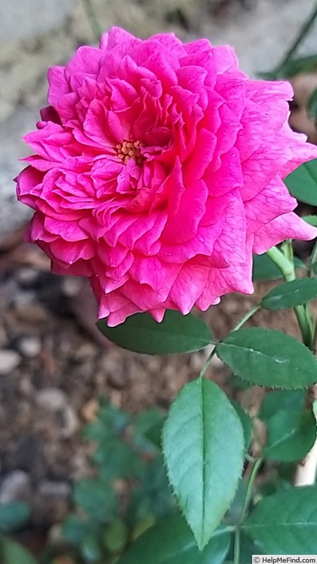 'Gabriel Oak ™' rose photo