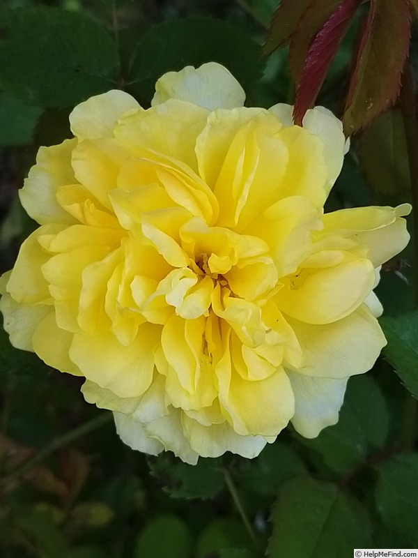 'Molineux' rose photo