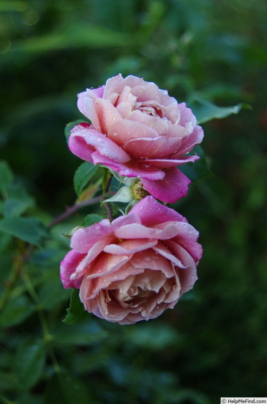 'Pam's Choice' rose photo