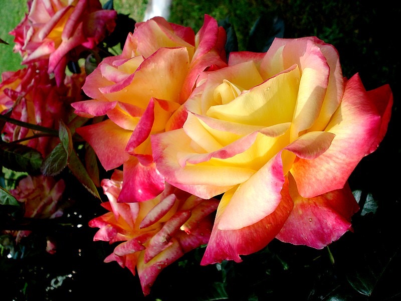 'Pullman Orient Express ®' rose photo