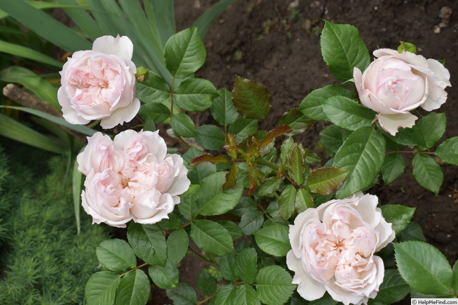 'Cecil de Volanges' rose photo