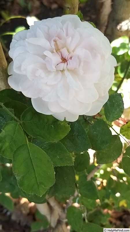 'Barbara Austin' rose photo