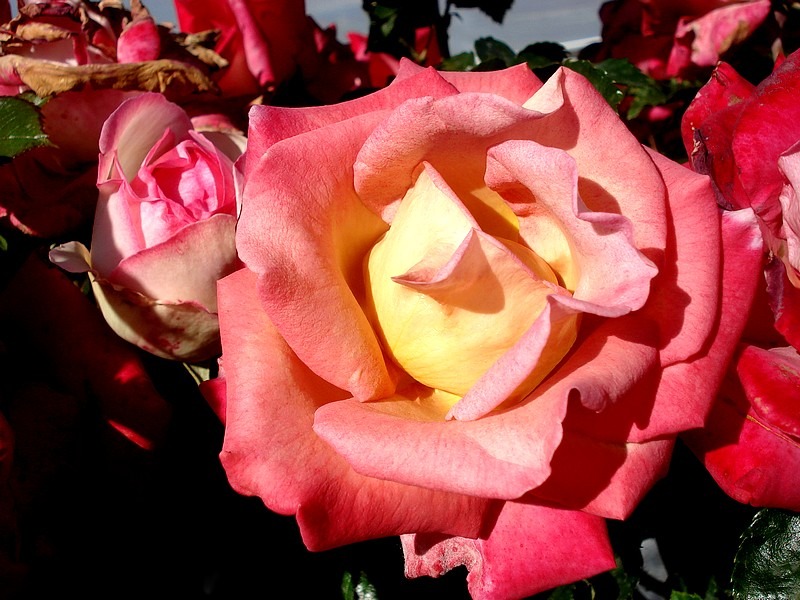 'Michel Drucker ®' rose photo