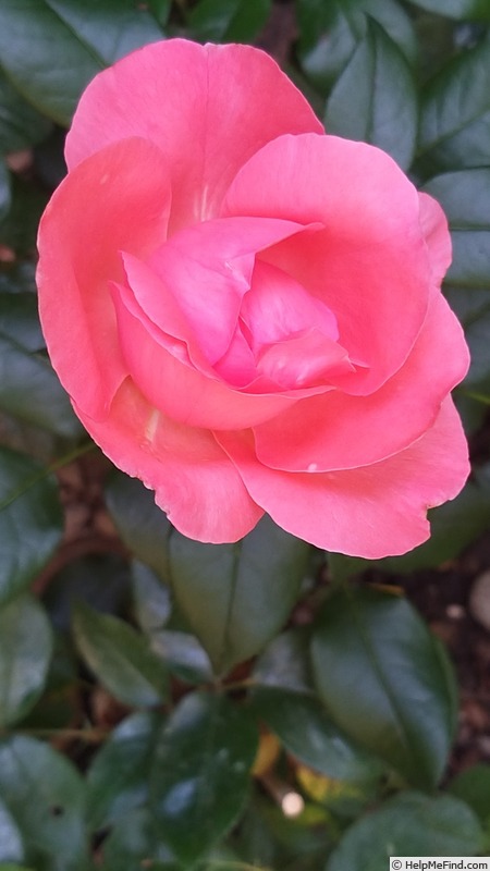 'Special Anniversary' rose photo