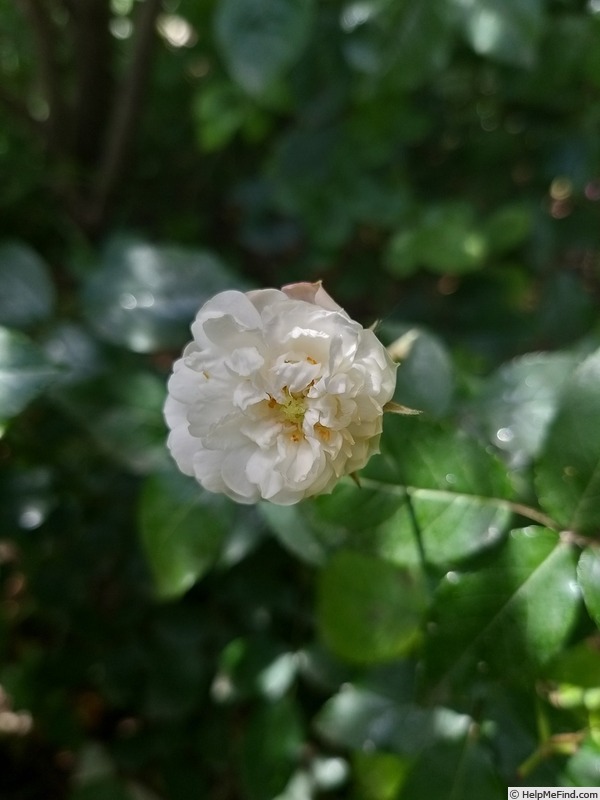 'Little White Pet (Polyantha, Henderson 1879)' rose photo