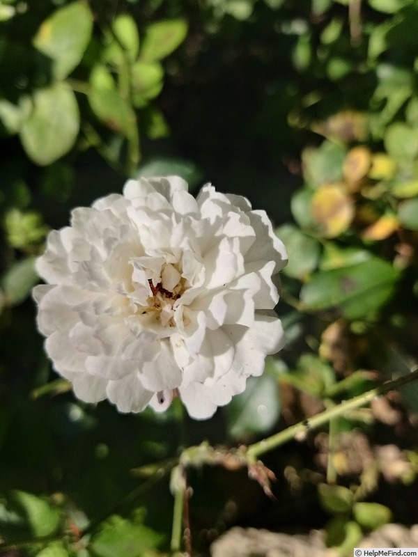 'Little White Pet (Polyantha, Henderson 1879)' rose photo
