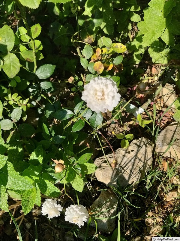 'Little White Pet (Polyantha, Henderson 1879)' rose photo