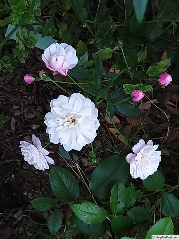 'Little White Pet (Polyantha, Henderson 1879)' rose photo