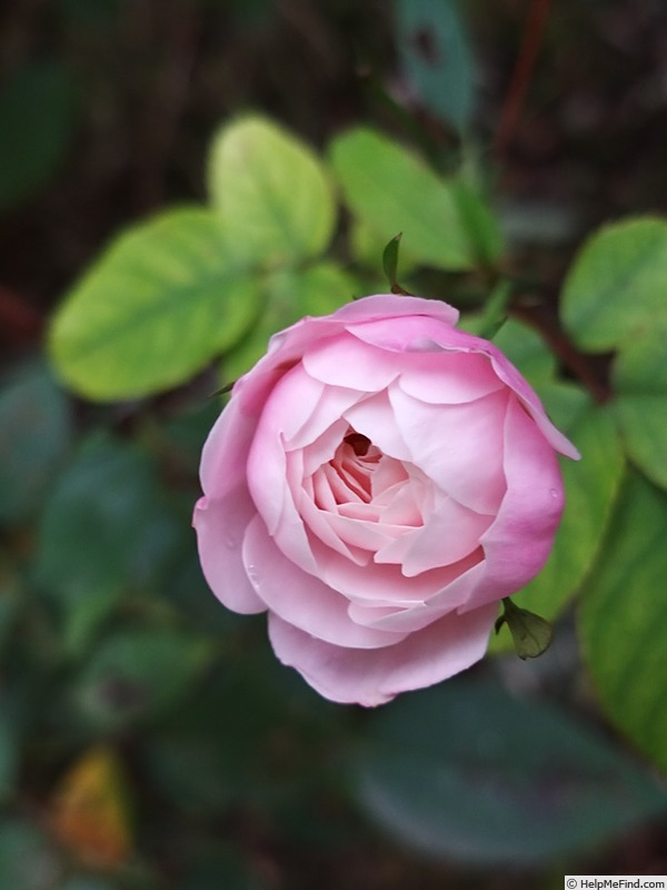 'Little White Pet (Polyantha, Henderson 1879)' rose photo