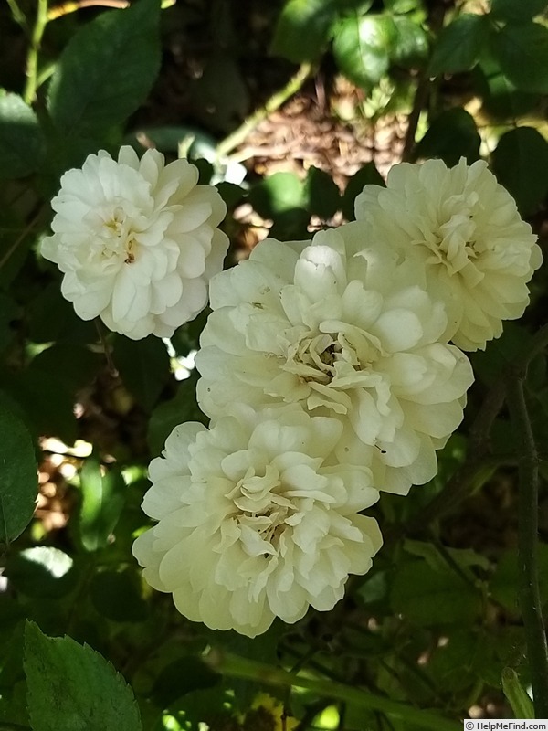 'Little White Pet (Polyantha, Henderson 1879)' rose photo