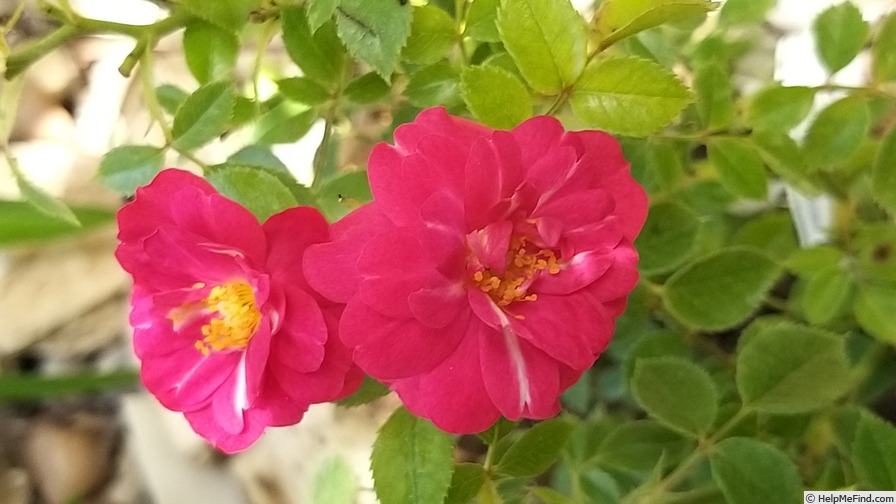 'Knirps ®' rose photo