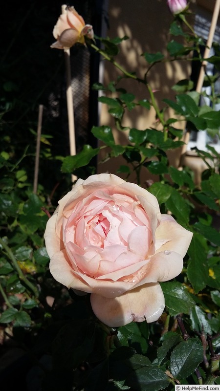 'Joie de Vivre (patio, Kordes 1997)' rose photo