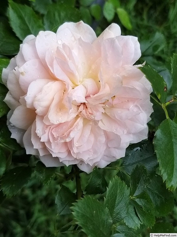 'Joie de Vivre (patio, Kordes 1997)' rose photo