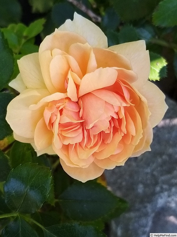 'Joie de Vivre (patio, Kordes 1997)' rose, click to enlarge 'Joie de Vivre (patio, Kordes 1997)' rose photo