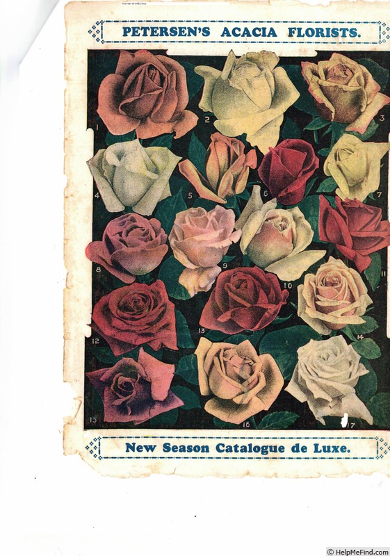 'Souvenir of Stella Gray' rose photo
