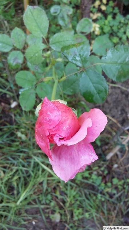 'Princess Alexandra of Kent' rose photo