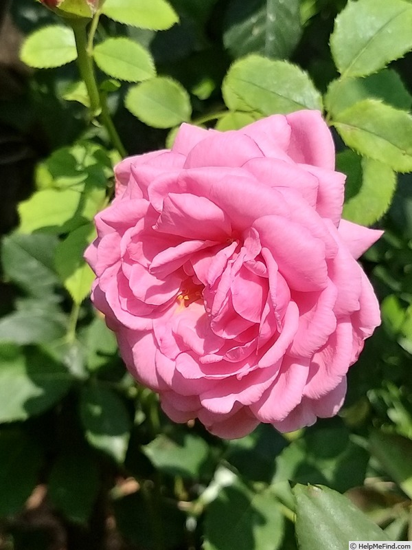 'Princess Alexandra of Kent' rose photo
