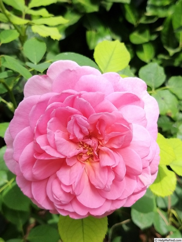 'Princess Alexandra of Kent' rose photo