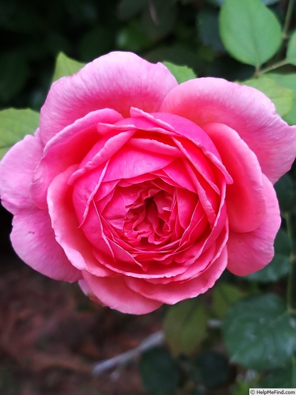 'Princess Alexandra of Kent' rose photo