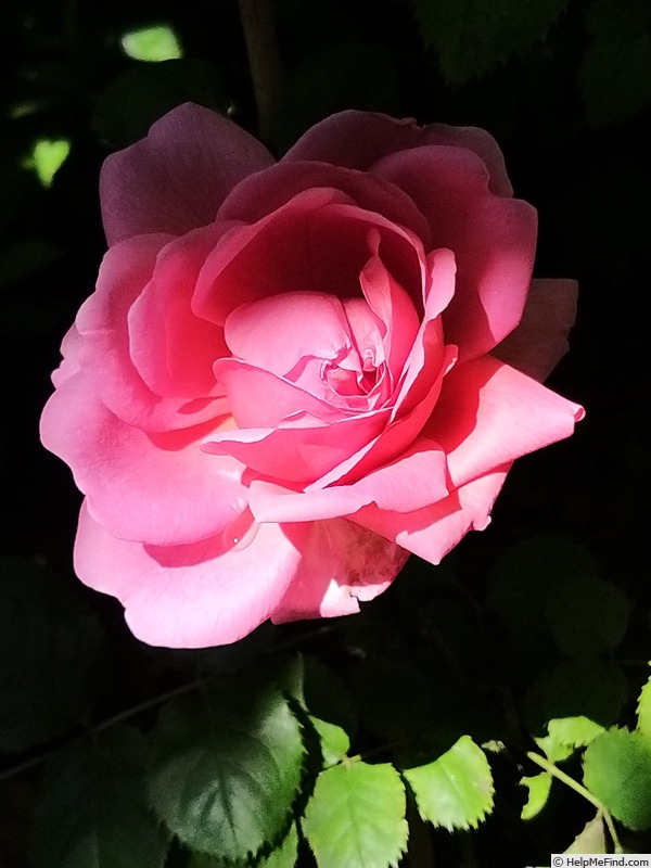 'Princess Alexandra of Kent' rose photo