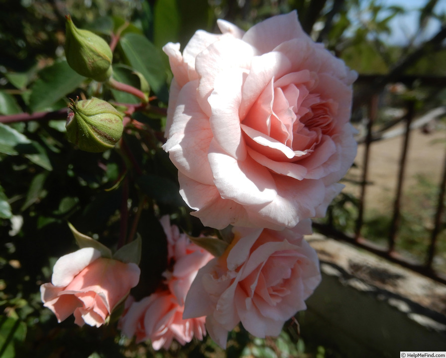 'Mel's Heritage' rose photo