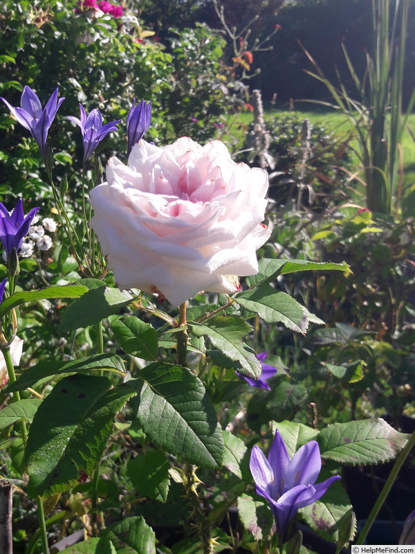 'Miss Ethel Richardson' rose photo