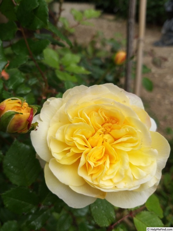 'The Poet's Wife ™' rose photo