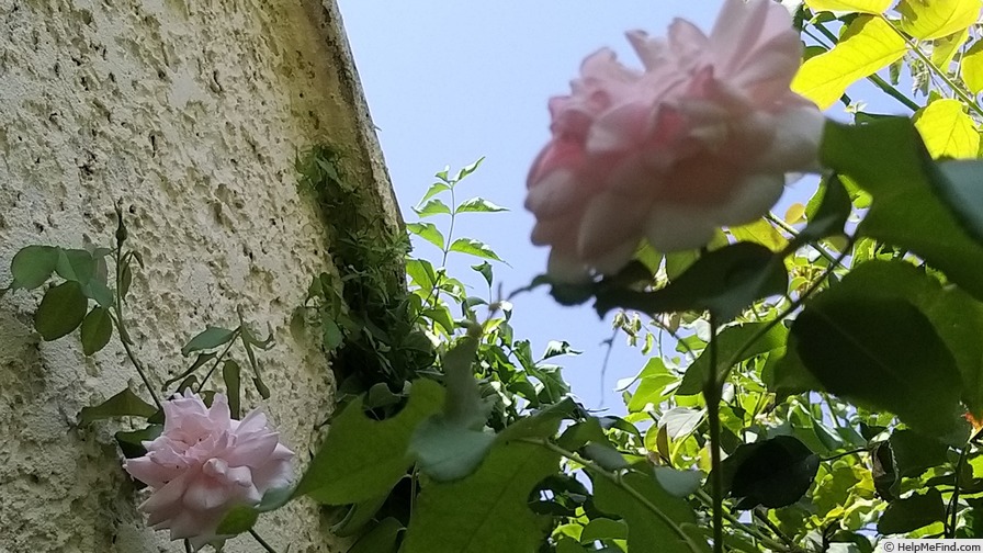 'Madame Alfred Carrière (noisette, Schwartz 1875)' rose photo