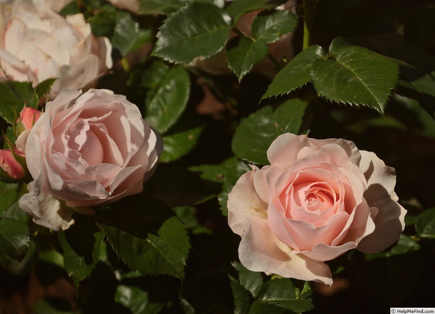 'Dylan Rose' rose photo