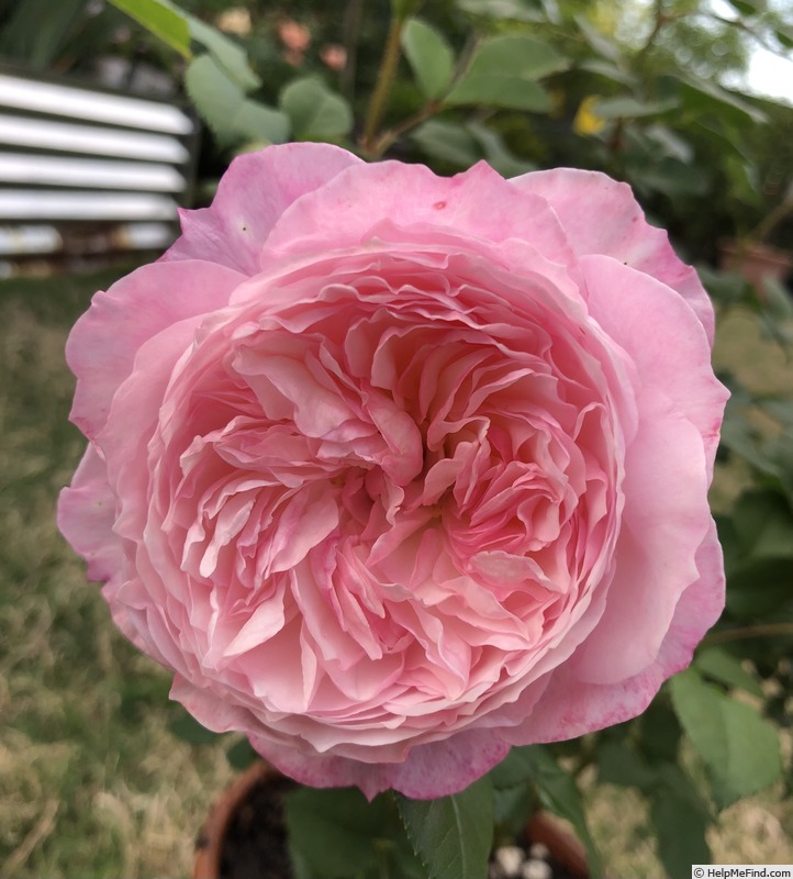 'Constance (florists rose, Austin, 2015)' rose photo