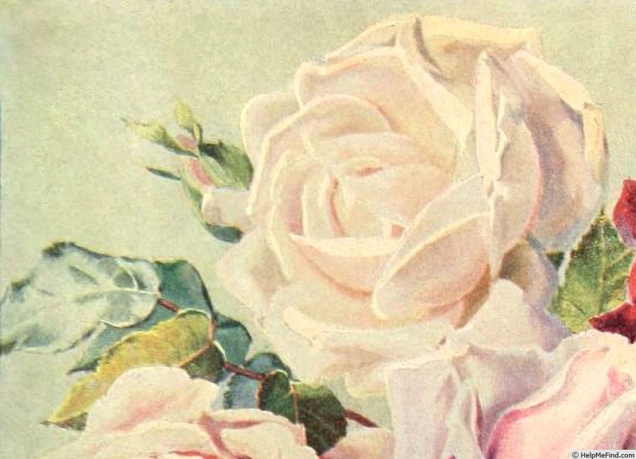 'Princess May' rose photo