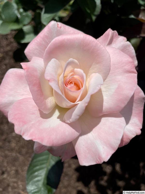 'Pristine ® (hybrid tea, Warriner 1975)' rose photo