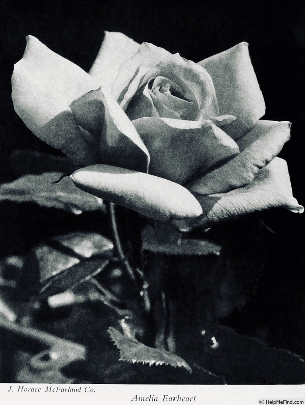 'Amelia Earhart (Hybrid Tea, Reymond, 1929)' rose photo