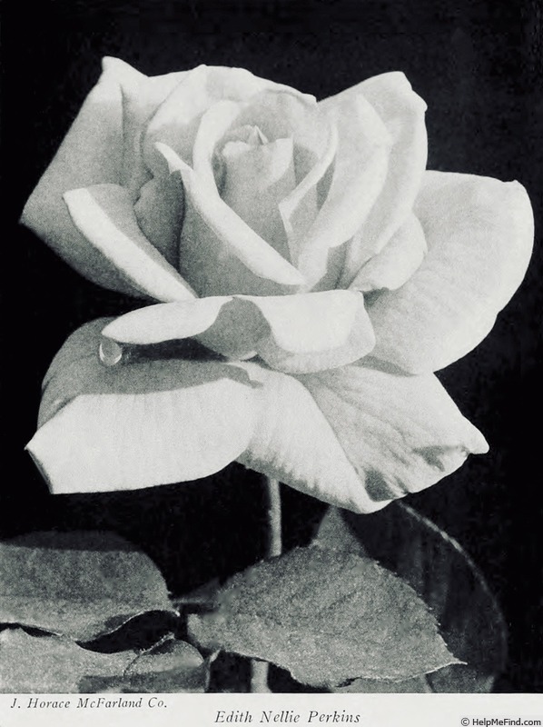 'Edith Nellie Perkins' rose photo