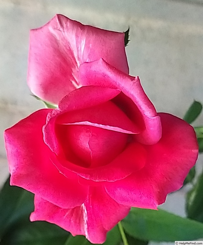 'Rose Clos Vougeot ® (floribunda, Delbard, 2019)' rose photo
