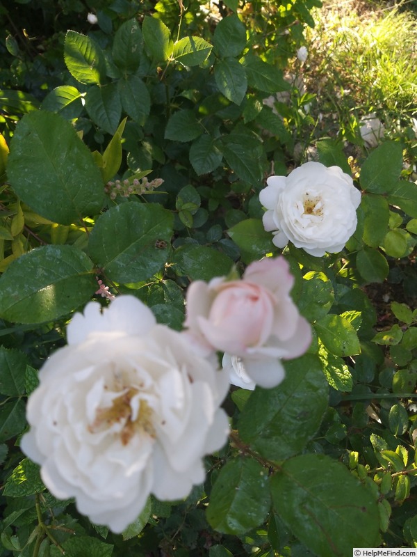 'Winchester Cathedral ®' rose, click to enlarge 'Winchester Cathedral ®' rose photo