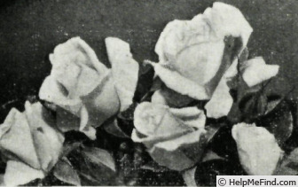 'Vison Blanc' rose photo
