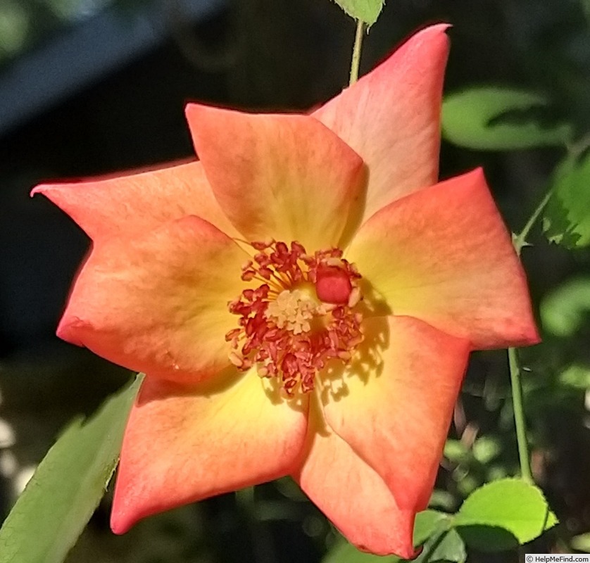 'Betty Boop ™ (Floribunda, Carruth, 1999)' rose photo