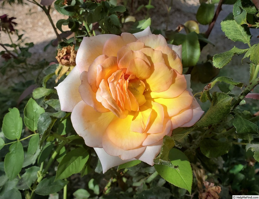 'Feu Pernet-Ducher' rose photo