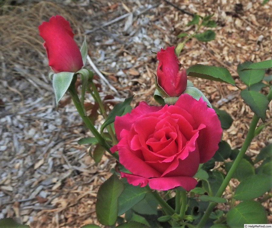 'Général Berthelot' rose photo