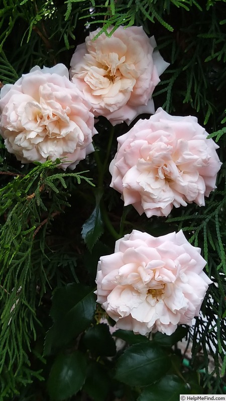 'Cremosa ®' rose photo